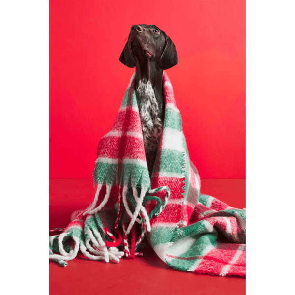 Red And Green Blanket - Thumbnail 3